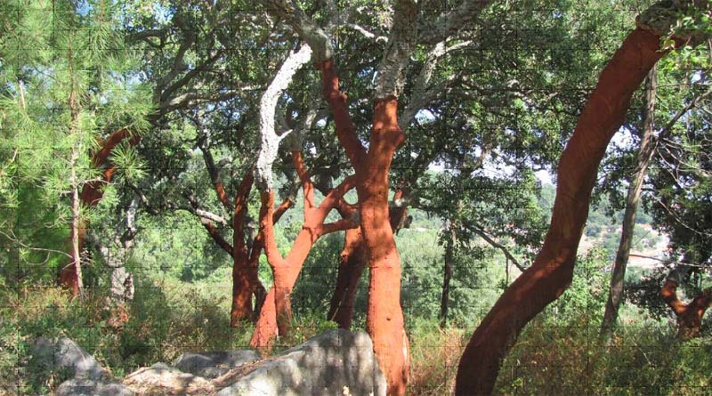 Cork tree in the Algarve
